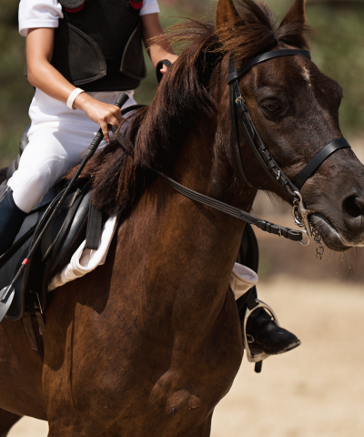 Horse Riding in Auroville